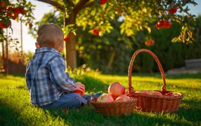 Маленький мальчик с корзиной яблок сидит на зеленой траве
