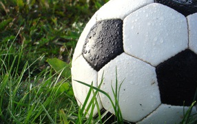 Wet soccer ball lies on green grass