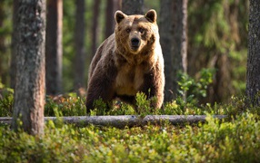 Big brown bear in the forest on the grass
