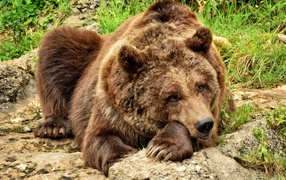 Big brown bear lies on a stone