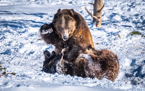 Два бурых медведя дерутся на снегу
