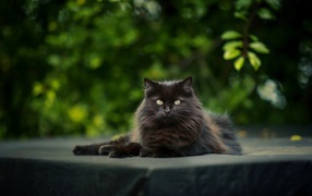 Красивый черный кот лежит на столе 