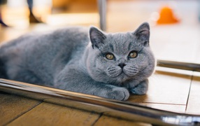 Серый британский котенок лежит на полу 