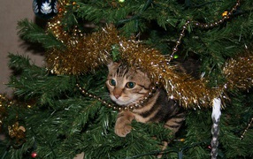 Серый кот прячется в еловых ветках на новый год 