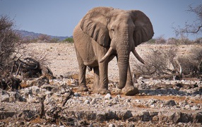 Big gray elephant walks over stones