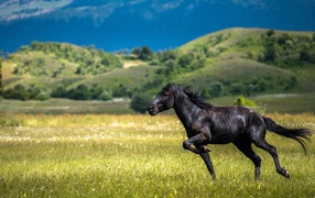 Красивый черный конь скачет по траве 