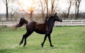 Beautiful black horse on green grass