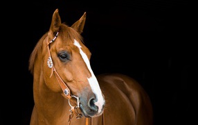 Красивый коричневый конь с уздечкой на черном фоне