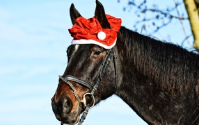 Big black horse with a Christmas hat on his head