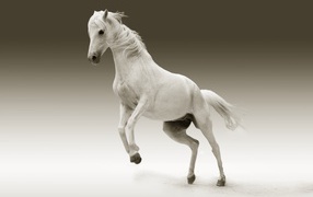 Big white horse on gray background