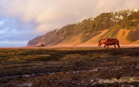 Brown horse grazes on the background of the mountain