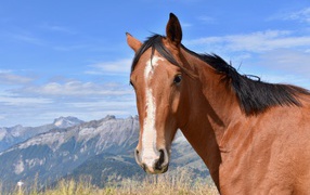 Brown horse on blue sky background