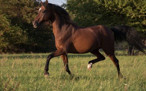 Graceful brown horse galloping on the grass