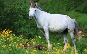 Large white horse with a foal in a meadow