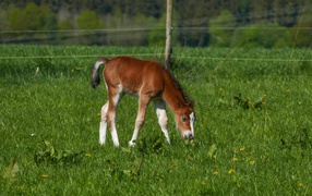 Маленький жеребенок пасется на зеленой траве 