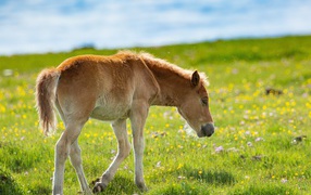Little foal walks on green grass