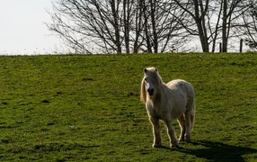 Pony stands on green grass