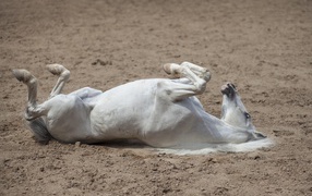 White horse lies in the sand
