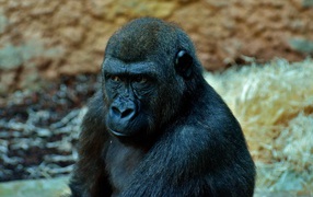 Большая задумчивая черная горилла в зоопарке 