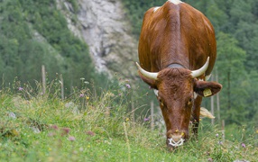 Большая коричневая корова пасется на траве 