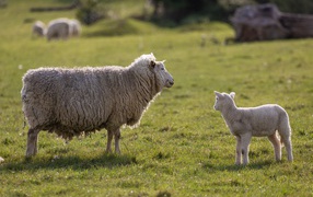 Большая пушистая овца с ягненком на поле 
