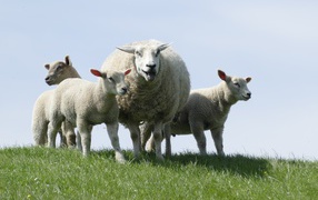 Большая овца с ягнятами по зеленой траве