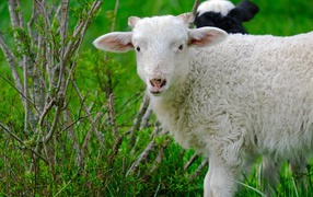 Белая овца пасется на зеленой траве 