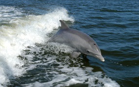 Gray dolphin jumps out of the water