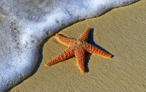 Red starfish lies on the sand near the sea foam
