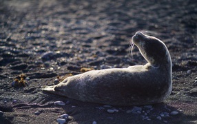 The fur seal lies on the black sand