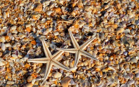 Two starfish lie on seashells