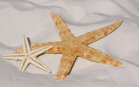 Two starfish on the hot sea sand