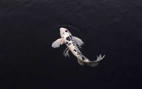 White carp in black water