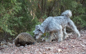 Gray dog with porcupine