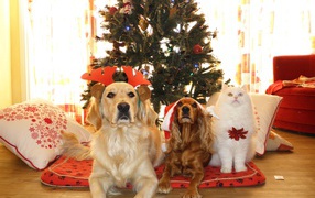 Two dogs and a cat lie under the Christmas tree