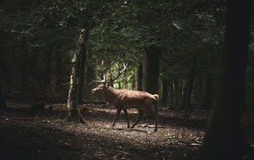 Большой олень с рогами идет по лесу 