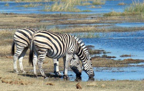 Две полосатые зебры у водопоя
