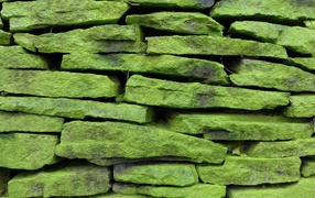 Green moss covered stones on the wall, background