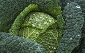 Large green cabbage in water drops