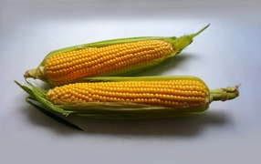 Два початка кукурузы на сером фоне