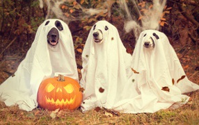 Three dogs in Halloween costumes