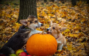 Two welsh corgi dogs with pumpkin in the forest on halloween