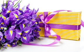 Iris flowers and a gift on a white background on March 8