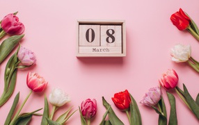 Tulips with cubes on a pink background on March 8