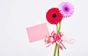 Two gerberas with a bow and a sheet of paper, template for a postcard