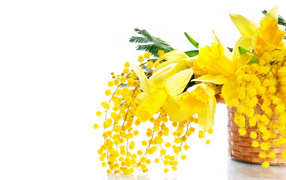 Yellow mimosas and daffodils in a basket on a white background on March 8