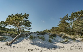 White sand with green trees on a blue background