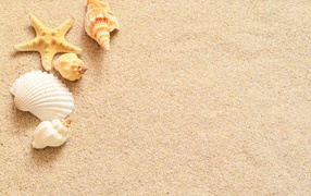 Seashells and starfish lie on yellow sand