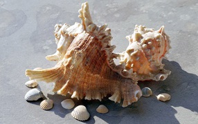 Two large seashells lie on the stone