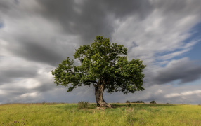 A tall green tree under a stormy sky